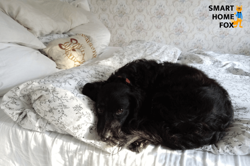 Ein schlafender Hund ist dank der Überwachungsfunktion in der Ecovacs App zu sehen